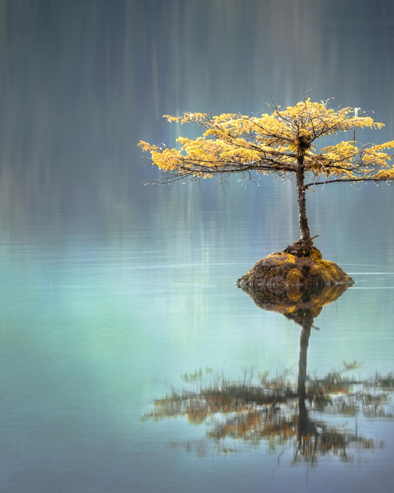 שחרור ואור – שיטת צלקת קדושה לטיפול רגשי ושחרור טראומות